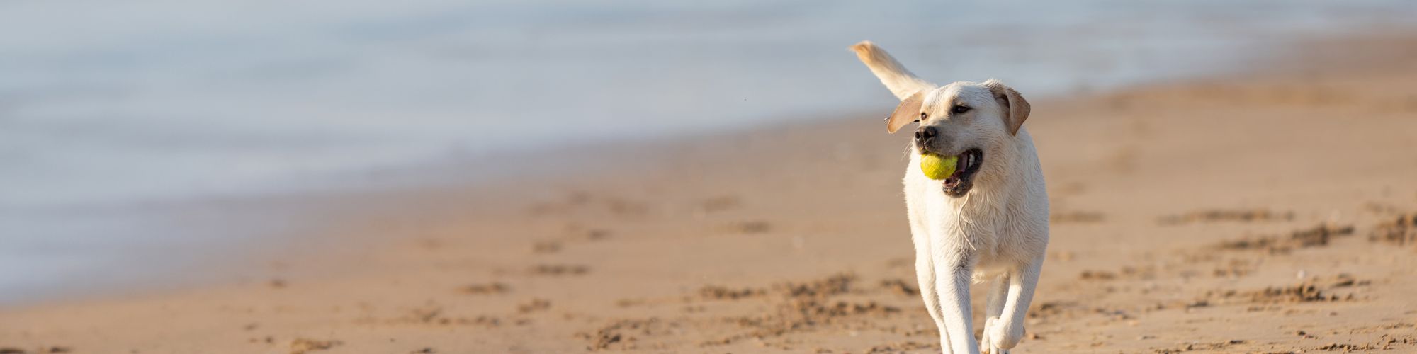 A dog joyfully runs on the beach with a tennis ball in its mouth, capturing a moment of play against the serene backdrop of the sea.